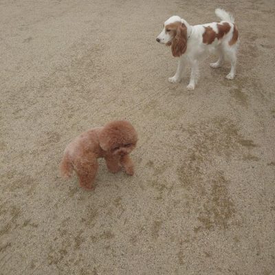 DSC_0410.JPG