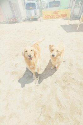 20260610_133114-IMG_STYLE.jpg