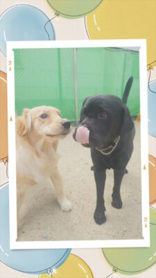 20260615_143659-COLLAGE.jpg
